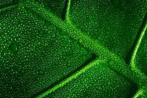 Green leaf macro with water drops photo