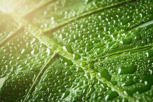 Macro de hoja verde con gotas de agua