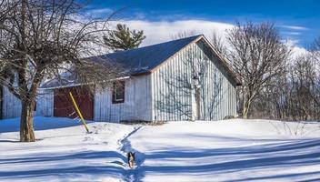 The dog going to the barn photo