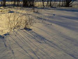 Tall grasses and their shadows photo