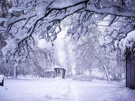 Snowy branches after a storm photo