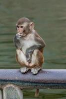 Rhesus macaque in Hanuman Temple in Jaipur, Rajasthan, India photo