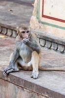 Rhesus macaque at Hanuman Temple in Jaipur, Rajasthan, India photo