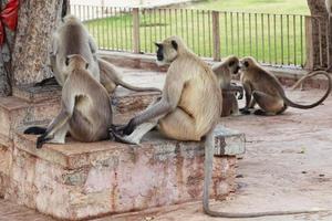 Northern Plains Grey Langur in Chittorgarh, Rajasthan, India photo