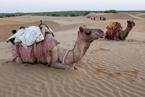 Camels in the desert at Jaisalmer, Rajasthan India photo