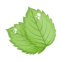 Birch Leaves Design vector