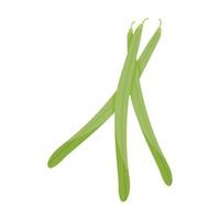 String Beans vegetable vector