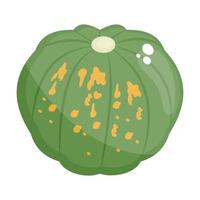 Pumpkin Large Fruit vector