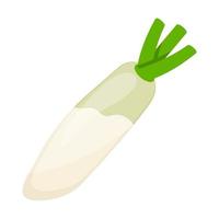 White Radish Vegetable vector