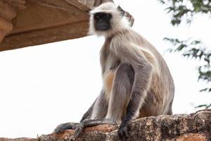 Northern Plains Grey Langur in Kumhshyam Temple, Chittorgarh, Rajasthan, India photo