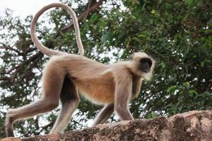 Northern Plains Grey Langur in Kumhshyam Temple, Chittorgarh, Rajasthan, India photo