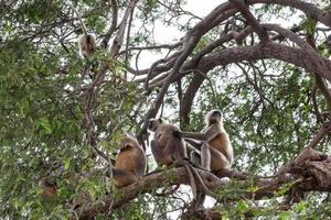 Northern Plains Grey Langurs in Kumhshyam Temple, Chittorgarh, Rajasthan, India photo