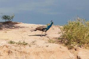 Pavo real indio en Rajasthan, India foto