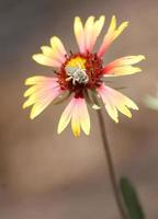 Closeup of fuzzy grey bee with big bug eyes on red and yellow blanket flower photo