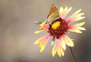 Least Skipper butterfly in stare down challenge with fly over coloful blanket flower photo