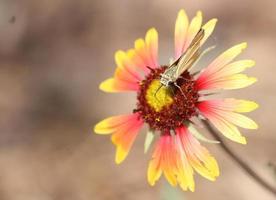 Closeup of Least Skipper butterfly on coloful blanketflower photo