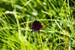 flor de cardo oscuro foto