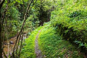 Green path and river photo