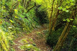 Green path in forest photo