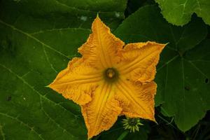 Yellow pumpkin flower photo