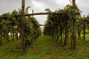 Vines in late summer photo