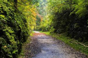 camino a través del bosque foto