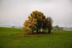 Yellow and green trees photo