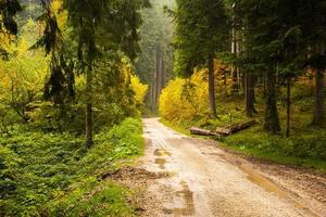 Dirt road and forest photo