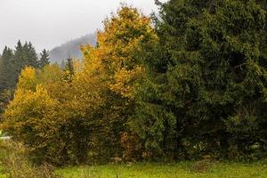Yellow and green trees photo