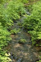 El arroyo fluye entre helechos y cañas a través de un bosque. foto