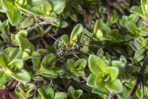 Hormiga de jardín lleva una cigarra verde a través de un campo de tomillo foto