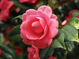 hermosa flor de camelia rosa foto