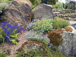 Rock garden with alpine plants photo