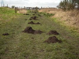 Numerous molehills in a grassy country lane photo