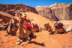 Camels in the Wadi Rum desert in Southern Jordan photo