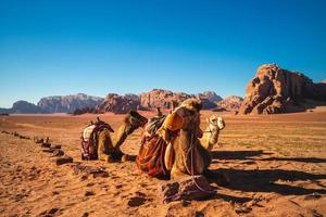 Camellos en el desierto de Wadi Rum en el sur de Jordania foto