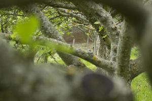 Trees and nature photo