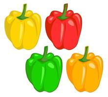 Colourful Capsicum Bell Peppers vector