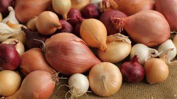 Fly over background of onions and shallots video