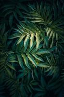 hojas de plantas verdes en temporada de srping foto
