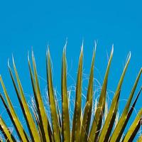 hojas de palmera y cielo azul foto