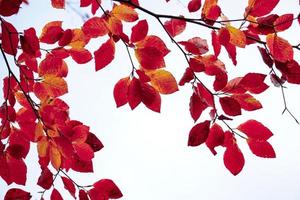 red tree leaves in autumn season photo