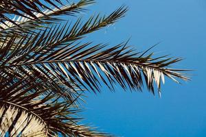palm tree leaves and blue sky photo
