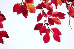 red tree leaves in autumn season photo