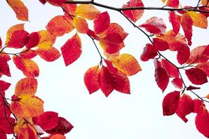 red tree leaves in autumn season photo