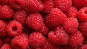 Fresh red raspberries, fruit background video