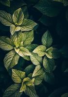 green plant leaves in springtime photo