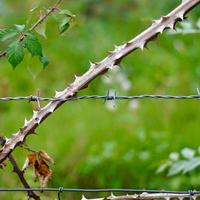 plants on the barbed wire fence photo