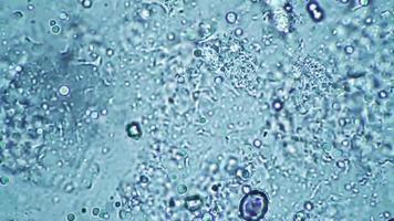 el uso de la microscopía en la investigación de amebas para estudiar células vivas en biología video