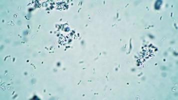 o uso da microscopia na pesquisa de amebas para estudar células vivas na biologia